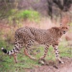 Cheetah at Hluhluwe-Umfolozi.