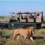 Lions in the malaria-free Kwandwe Reserve