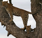 On Safari: Leopards in the Sabi Sands