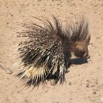 african-porcupine-namibia_fs_fs