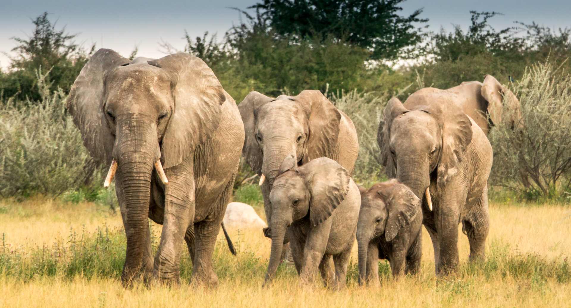 World Elephant Day 2021 | African Safari And Beach Holiday News