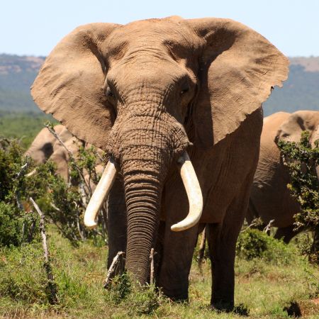 Folklore  How the Elephant got his Tusks