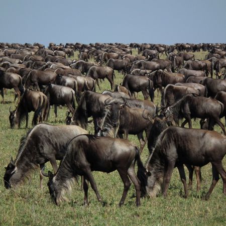 The Great Migration | Kenya | Masai Mara | Mara River | Wildebeest