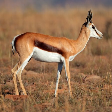 thomsons gazelle vs springbok