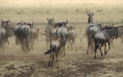 Tanzania