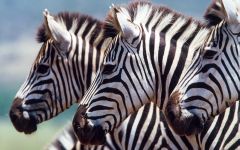 Choosing Your Safari