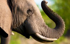 Types of Safari Available Across Southern and East Africa