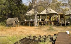 Botswana - What to Expect from a Safari
