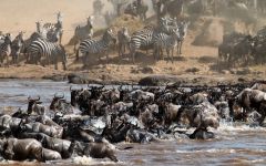 Kenya - The Great Migration