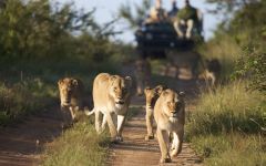 African Safari Guide