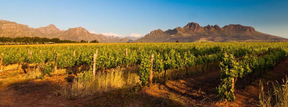 Wine Routes | Cape Winelands | Stellenbosch | Franschhoek | Paarl ...