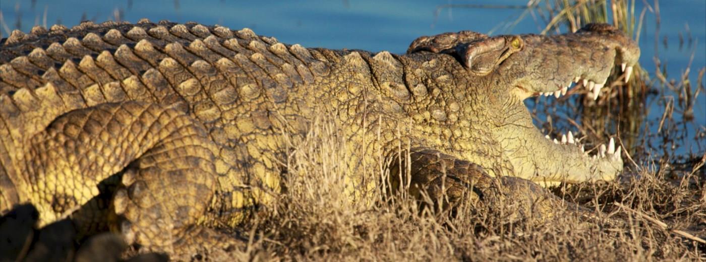 Crocodile- Some Surprising Facts About The Largest Reptile!