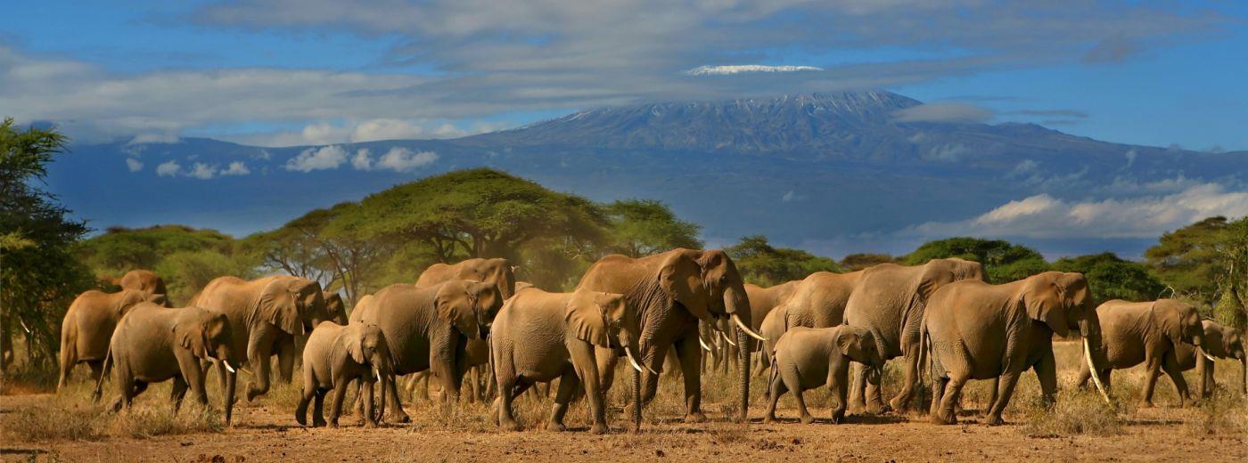 An Amboseli Adventure