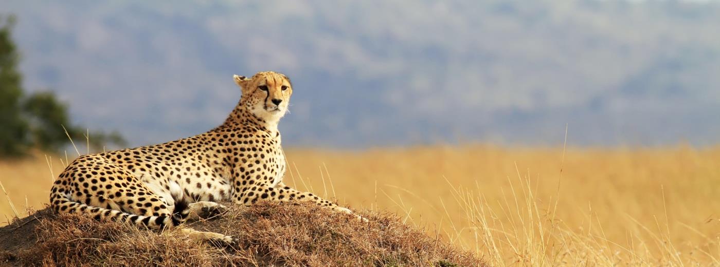 A Kenya Adventure for the Whole Family