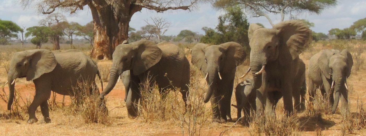 tarangire national park