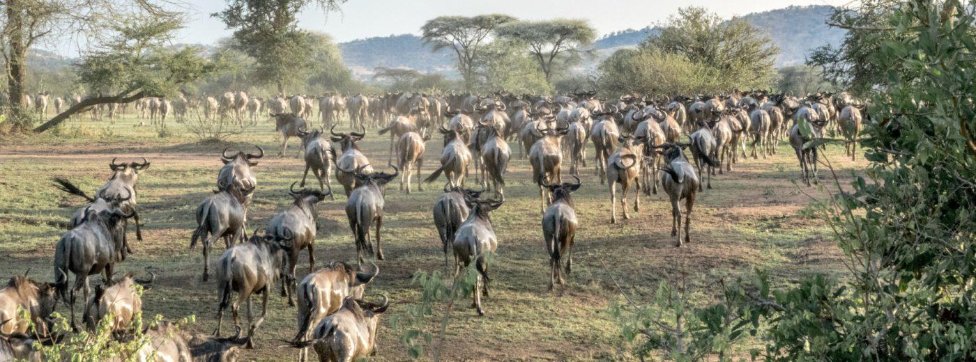 Serengeti North  safari-specialist