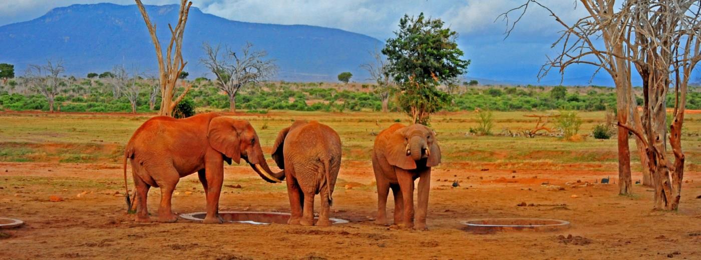 Discover the Top 10 Places to Visit in Kenya - The Red Elephants of Tsavo East and West