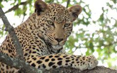 ITINERARY-4: The Best Of South Africa: From Cape Town to Kruger