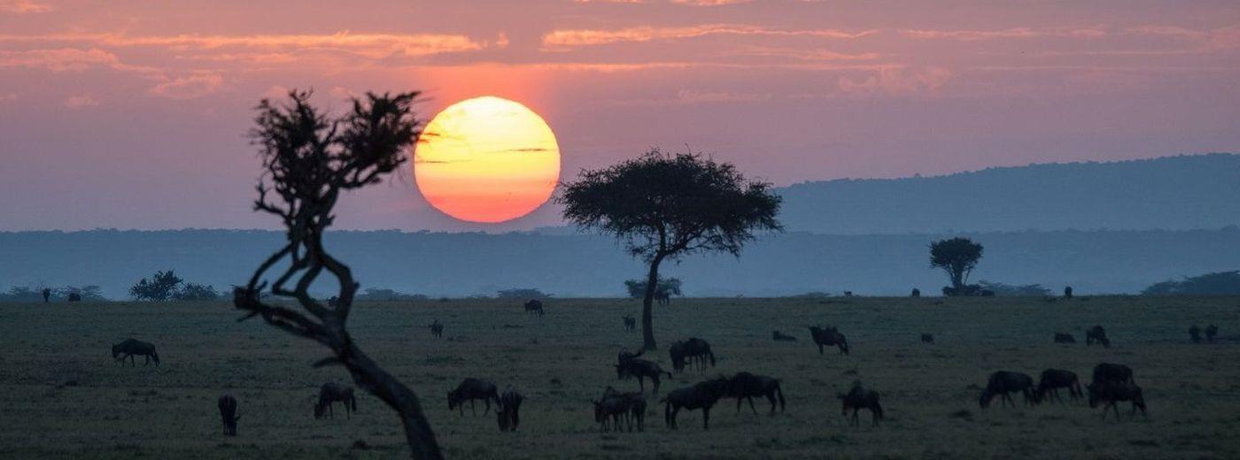 The Wildlife of Kenya