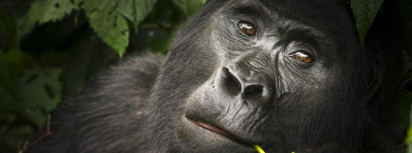 4 Night Primates Tour of Uganda