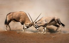 Namibia