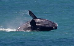 The Southern Right Whale