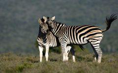 Eastern Cape Safaris