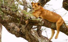 Meru National Park